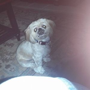 Meet your Posher, Logan